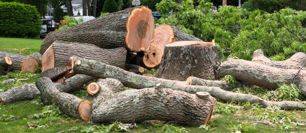 Large Tree Removal in Pickerington