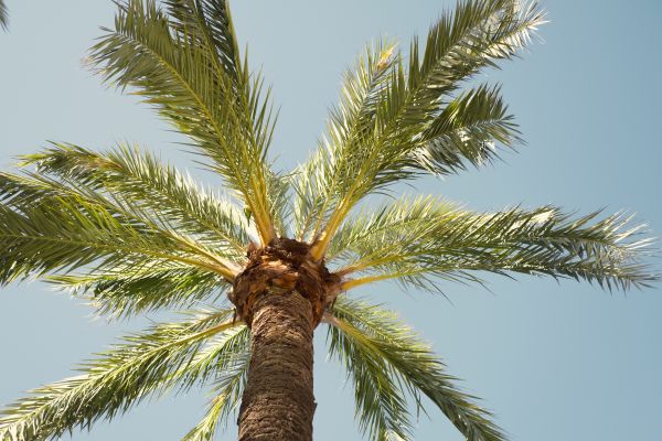 Palm Tree Removal in Pickerington