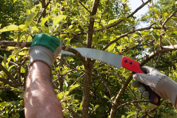Small Tree Removal in Pickerington