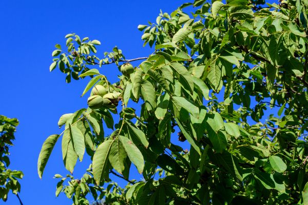 Cost of Walnut Tree Removal in Pickerington