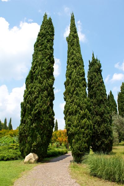 Cost of Cypress Tree Removal in Pickerington