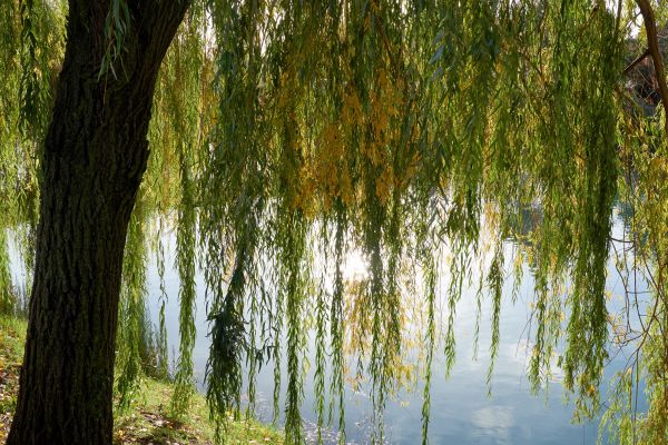 Cost of Willow Tree Removal in Pickerington