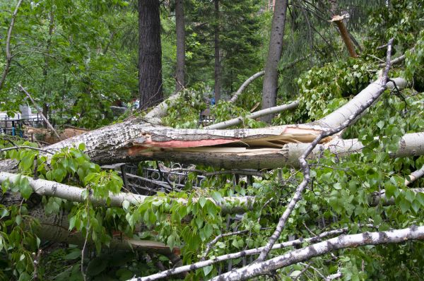 Birch Tree Removal in Pickerington