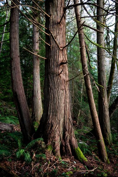 Cost of Cedar Tree Removal in Pickerington