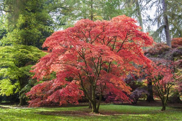 Cost of Maple Tree Removal in Pickerington