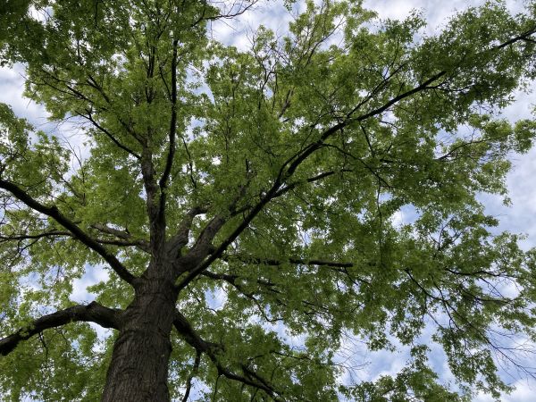 Cost of Oak Tree Removal in Pickerington