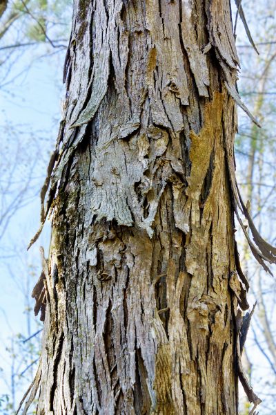 Hickory Tree Removal in Pickerington