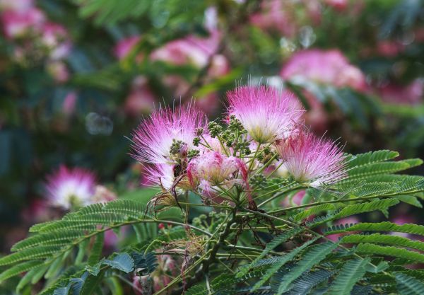 Mimosa Tree Removal in Pickerington