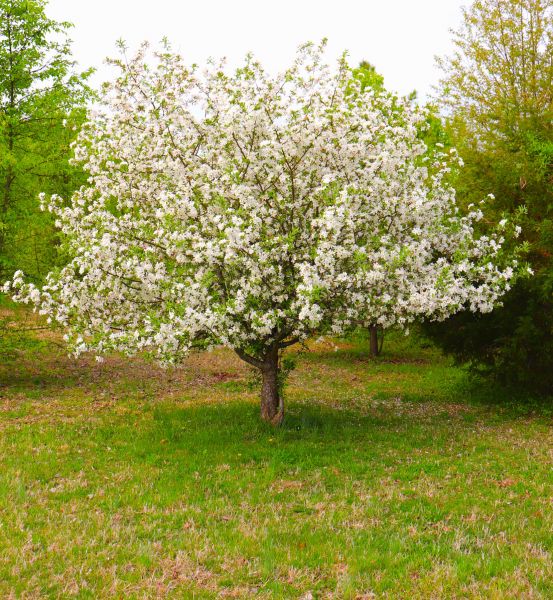 Dogwood Tree Removal in Pickerington