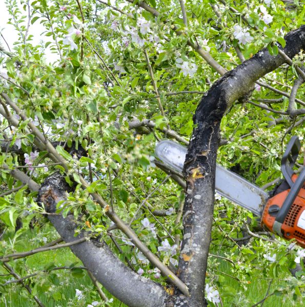 Apple Tree Removal in Pickerington