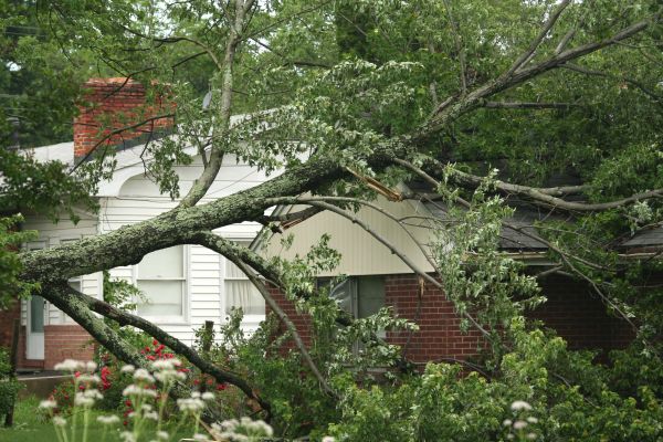 Emergency Tree Removal in Pickerington