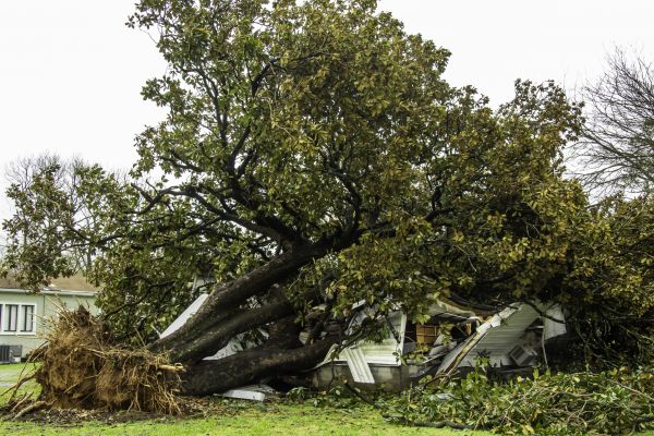 Fallen Tree Removal in Pickerington