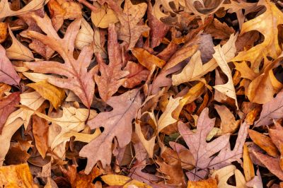 Seasonal Landscape Maintenance
