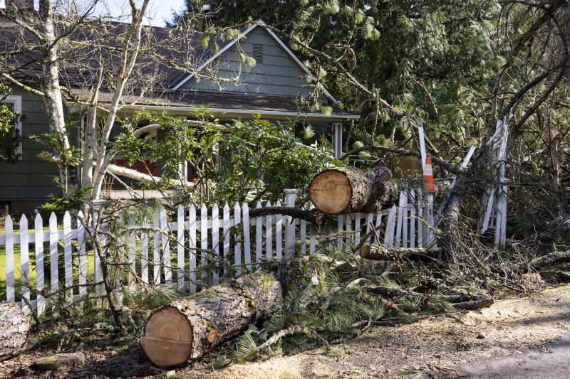 Fallen Tree in Yard