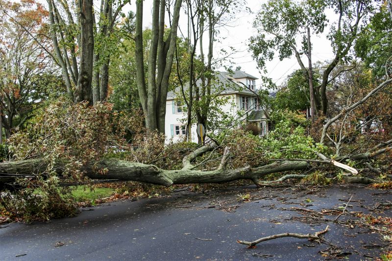 Storm Damage Tree on Street