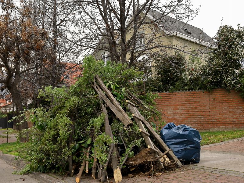 Disposal of Tree Debris