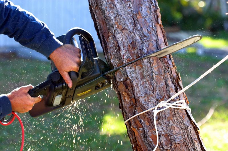 Hickory Tree Removal