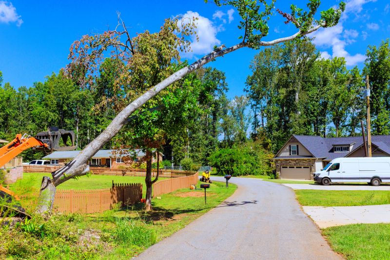 Maple Tree Removal