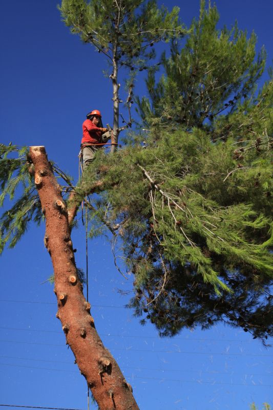 Safe Tree Removal