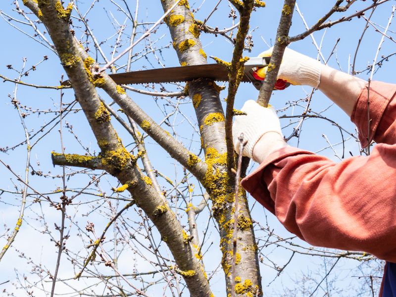 Tree Removal in Winter