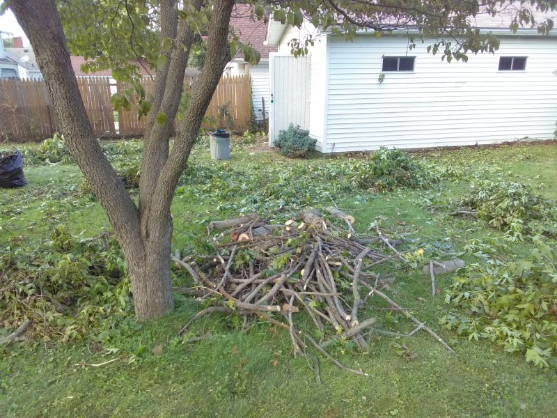 Spring Tree Cutting