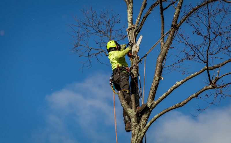 Summer Tree Service