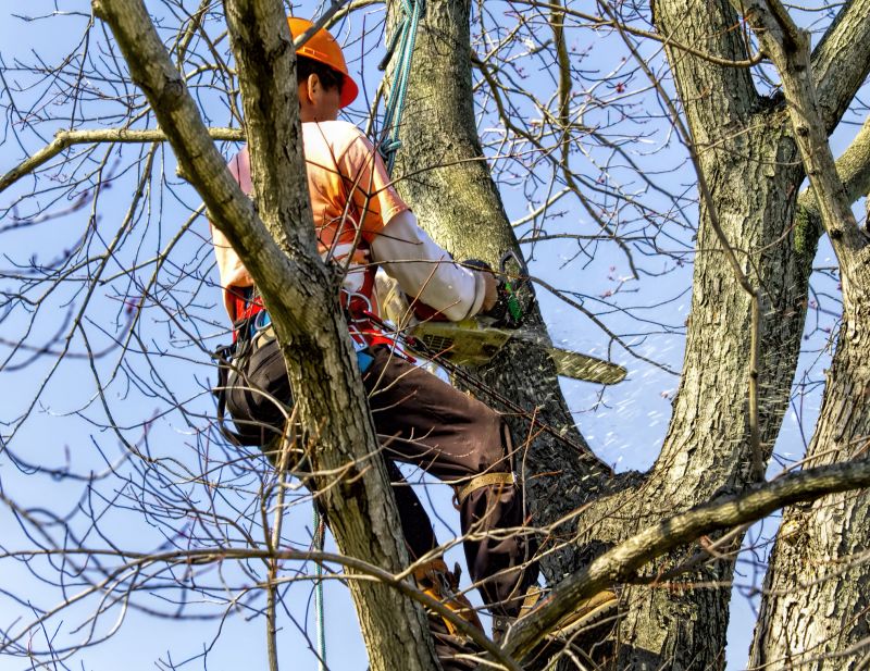 Tree Cutting Crew