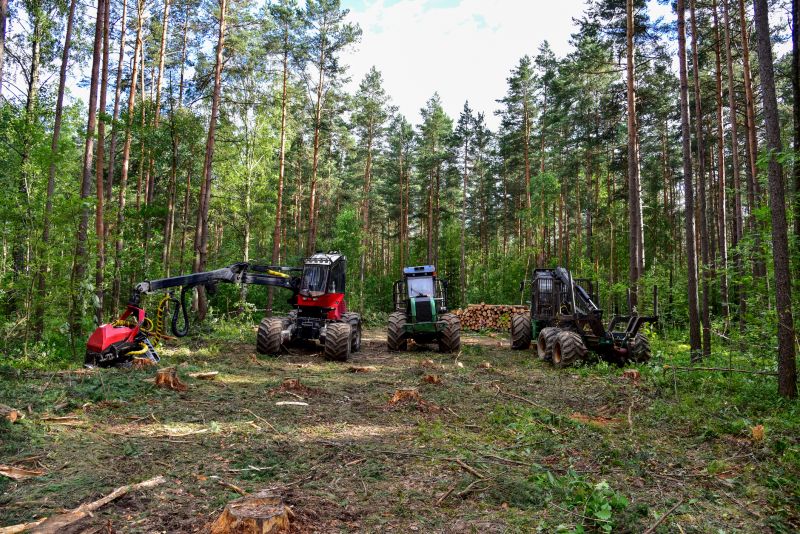 Tree Removal Equipment in Action