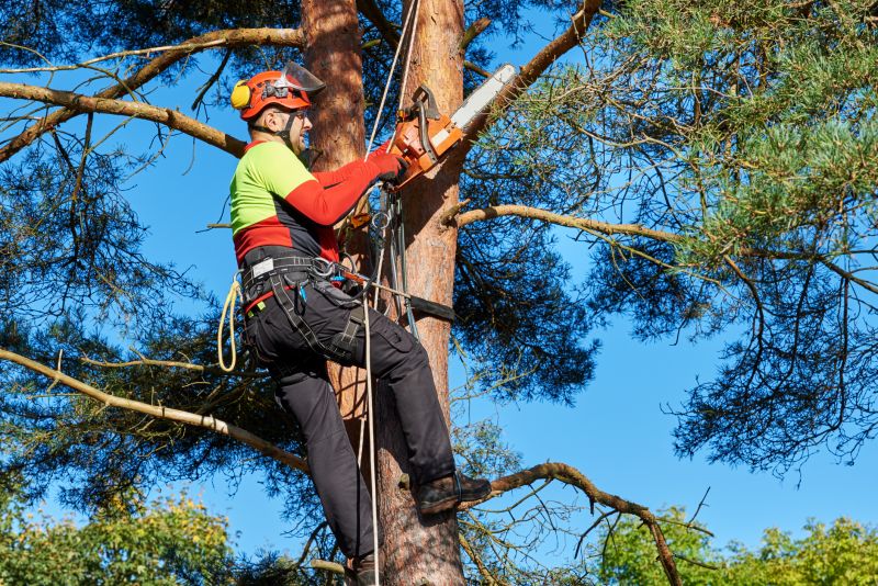 Tree Removal Equipment