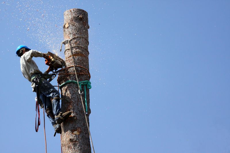 Safety Gear for Tree Removal