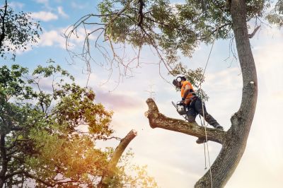 Tree Health Inspection