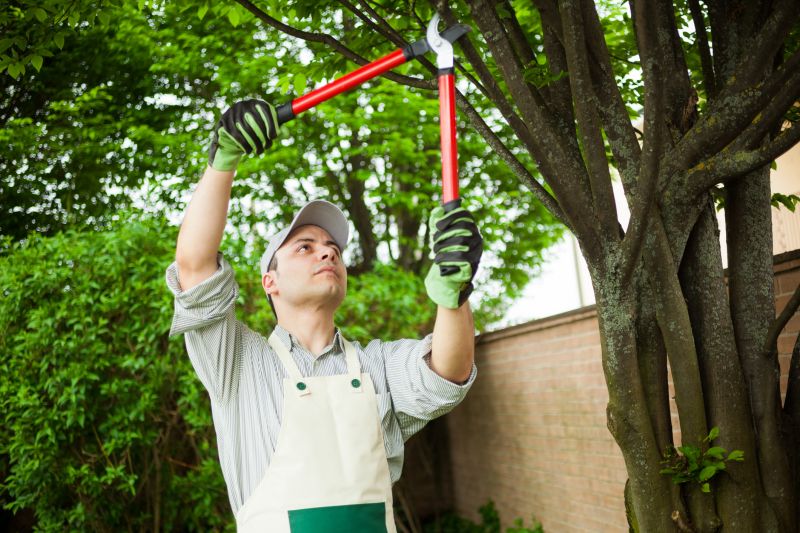 Tree Cutting in Action