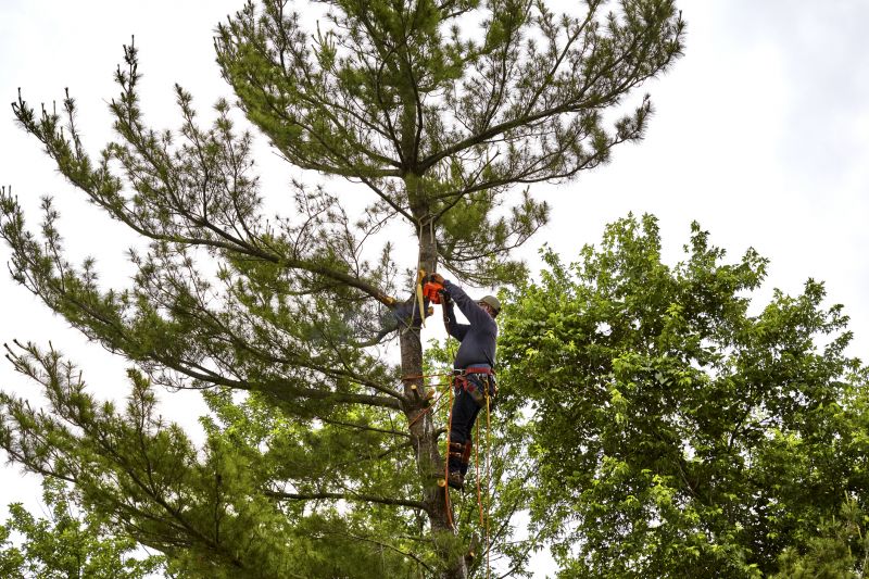 Professional Tree Removal Process